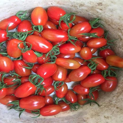 红花生柿子(1斤/2斤自选)