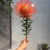 进口花-南非针垫-红色-1枝/扎 商品缩略图1