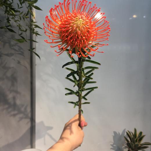 进口花-南非针垫-红色-1枝/扎 商品图1