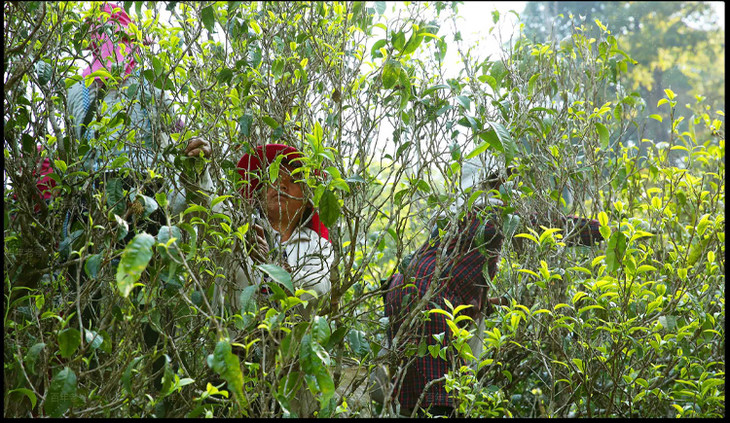 15日1200开售2020年头春易武刮风寨茶王树800年古树单株散茶生茶