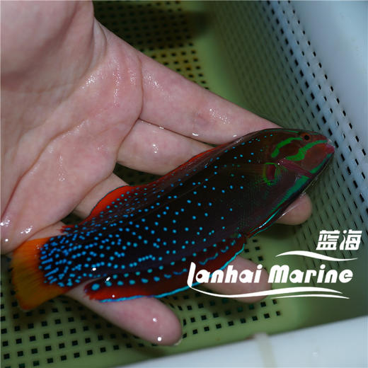 白点红龙（成鱼）彩龙 商品图3