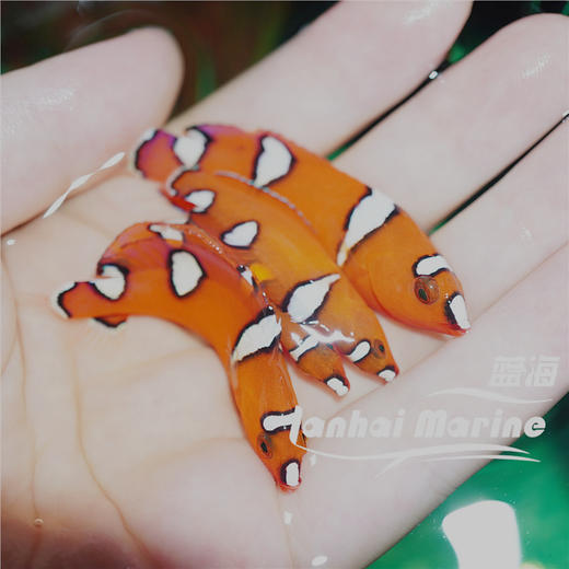 白点红龙 幼鱼 商品图5