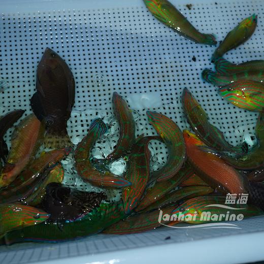 八线龙 公（除蚓螺） 商品图7