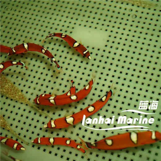 白点红龙 幼鱼 商品图6