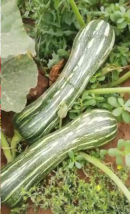 百汇到家花南瓜3斤起售