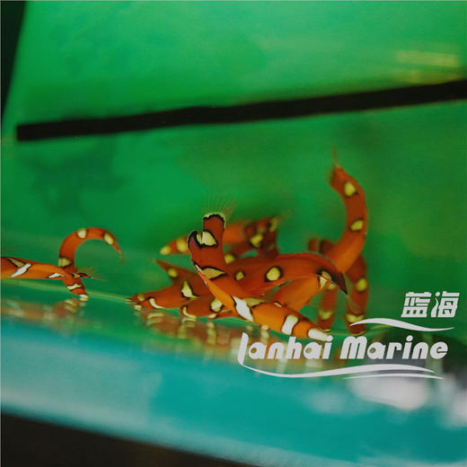 白点红龙 幼鱼 商品图4