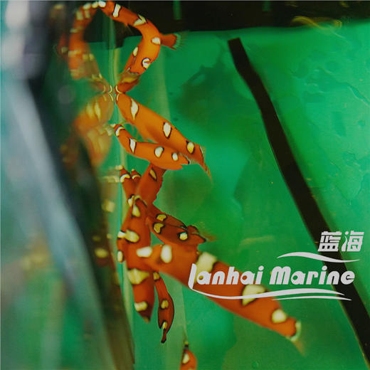 白点红龙 幼鱼 商品图3