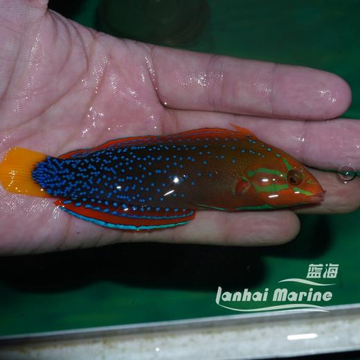 白点红龙（成鱼）彩龙 商品图10