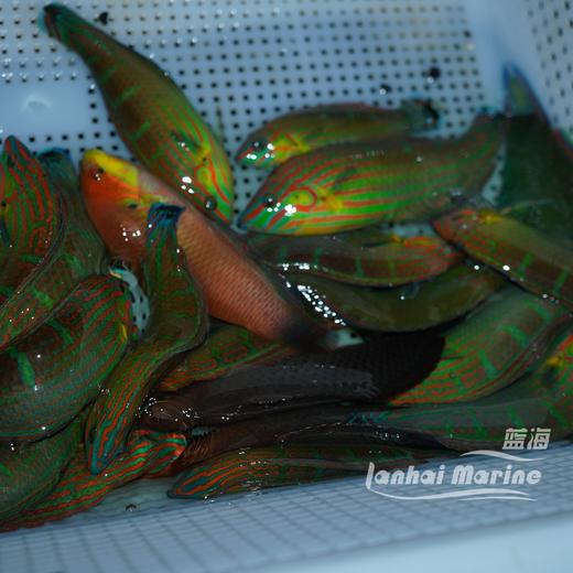 八线龙 公（除蚓螺） 商品图8