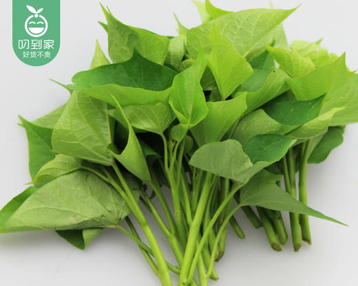 漳州新鲜地瓜叶（300g±10g/份） 商品图2