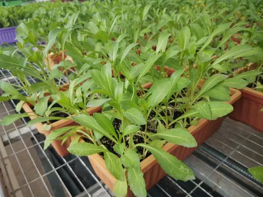 有机盆栽红花菜