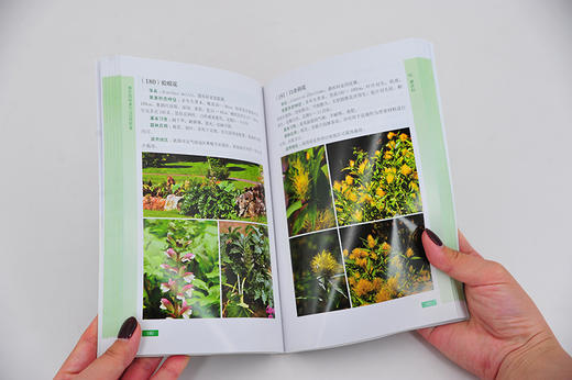 园林植物图鉴系列 城市园林美花350种图鉴 常见城市园林花卉植物学名科属简要形态识别特征基本习性园林应用适宜栽植地区绿化管理 商品图3