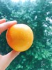 山东  黄金油桃 商品缩略图6