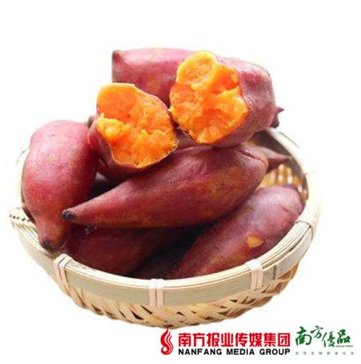 【珠三角包邮】福建西瓜红红薯 10斤±3两/ 份   （12月16日到货） 商品图1
