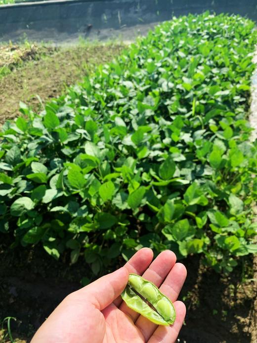 花间村生态毛豆节 (500克） 商品图1