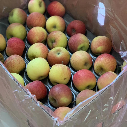 〔上海直发包邮〕南非小苹果 商品图0