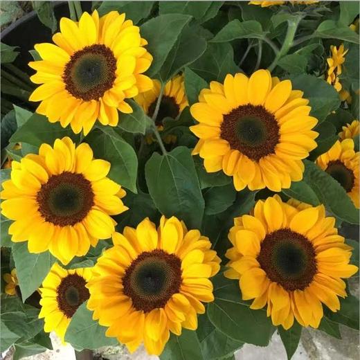 【读本鲜花】迷你花苞向日葵29.9元起!