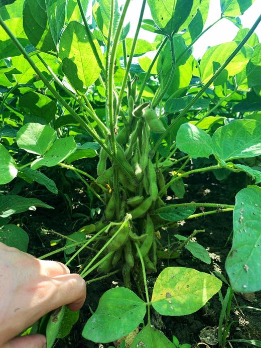 花间村生态毛豆节 (500克） 商品图2