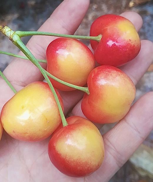 樱桃大仙 /雷尼/特选大果 珍品限量20箱 298元五斤顺丰包邮