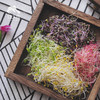 生态组合芽苗菜（送胡萝卜） | 公平贸易*Organic combined sprouts | Fair-trade 商品缩略图0