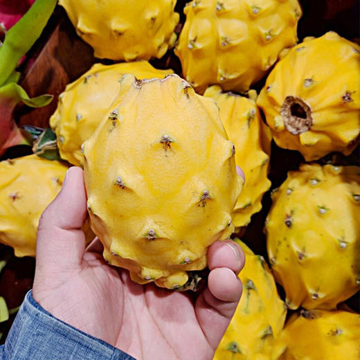 海南燕窝果45斤58个麒麟果黄色火龙果