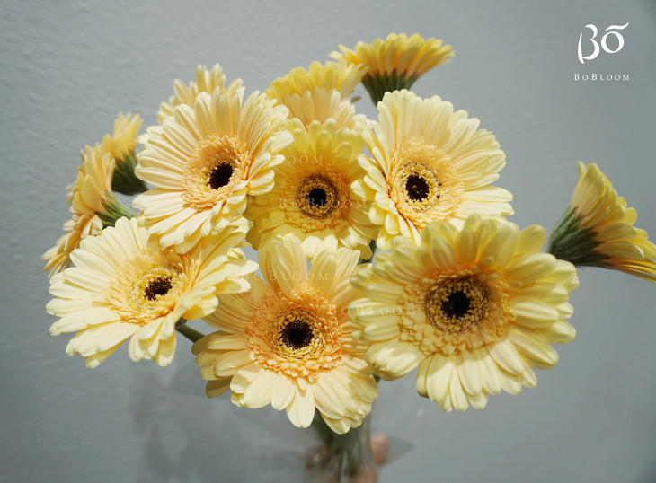 迷你香槟色非洲菊