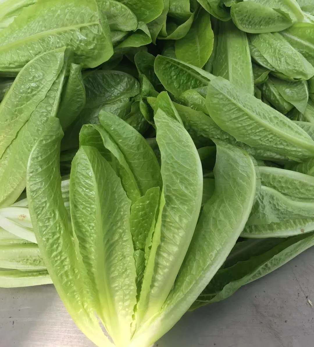 鸿翠园 有机罗马生菜（有机孔雀菜）