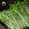 生态组合芽苗菜（送胡萝卜） | 公平贸易*Organic combined sprouts | Fair-trade 商品缩略图1