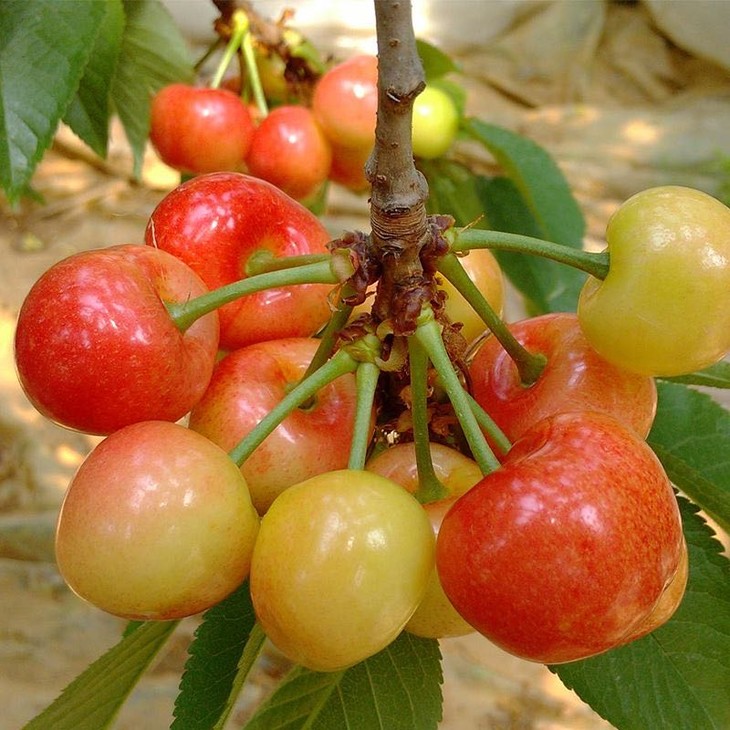 樱桃大仙 /雷尼/特选大果 珍品限量20箱 298元五斤顺丰包邮