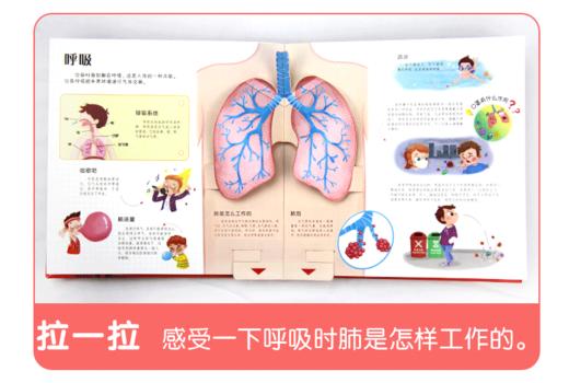 《会动的科普立体翻翻书：可爱的身体》揭秘身体运转的秘密，树立自我保护意识 商品图4