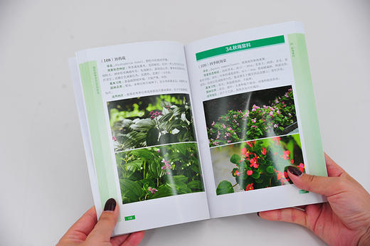园林植物图鉴系列 城市园林美花350种图鉴 常见城市园林花卉植物学名科属简要形态识别特征基本习性园林应用适宜栽植地区绿化管理 商品图2