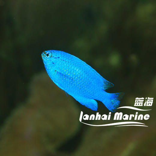 全蓝蓝魔 商品图1