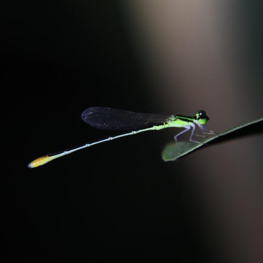 夜观动物活动 | 农园活动 * Night view  in the farm | Farm activities 商品图2