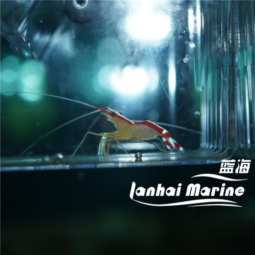 医生虾 商品图4