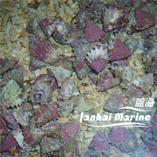 紫底星螺 商品图4