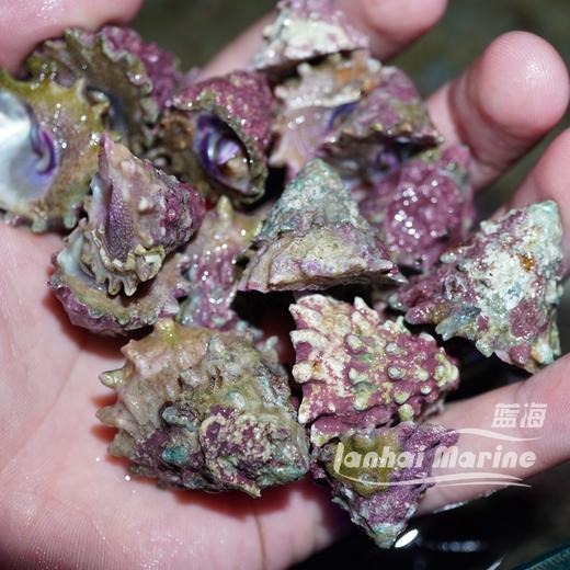 紫底星螺 商品图5