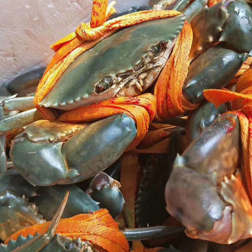 【正宗三门青蟹】地理标志，肉质细腻带甜味，无泥腥味 商品图1