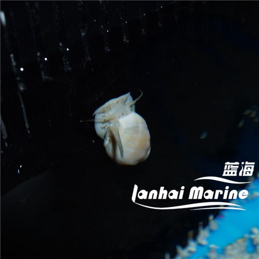 长鼻翻砂螺 商品图2