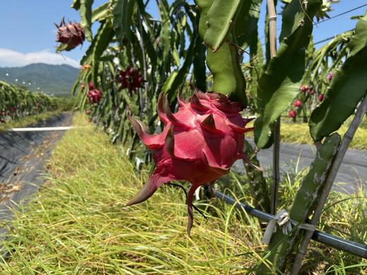 【海南金都一号】红心火龙果，5斤/8斤，甜度高达20+，顺丰包邮 商品图2