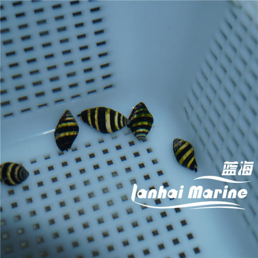 蜜蜂螺 商品图2