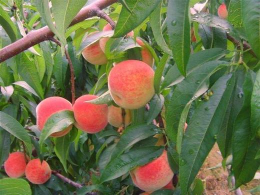 红梅水蜜桃2个400500克左右