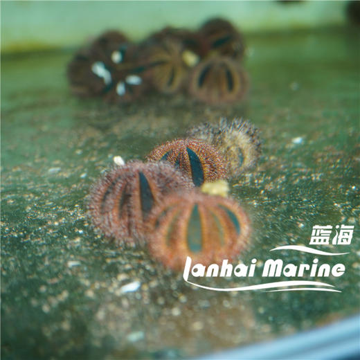 蓝礼服海胆-红毛 商品图2