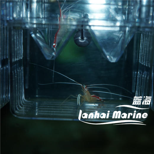 医生虾 商品图3