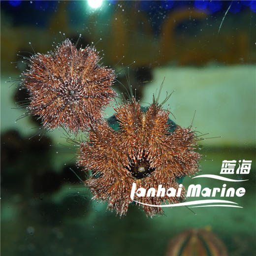 蓝礼服海胆-红毛 商品图7