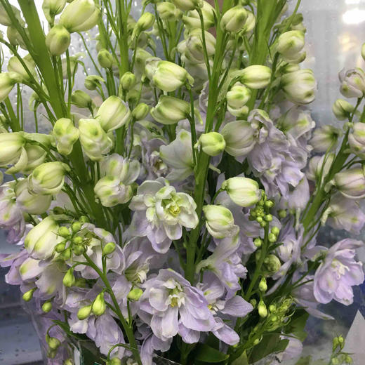 配花-大飞燕-浅紫色-5支 商品图0