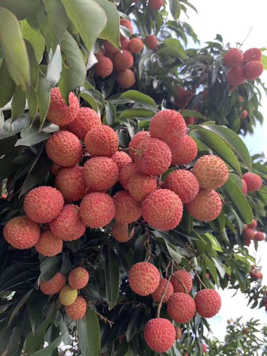 【广西区内】新鲜现摘广西浦北县长寿之乡桂味荔枝肉质厚实爽脆清甜