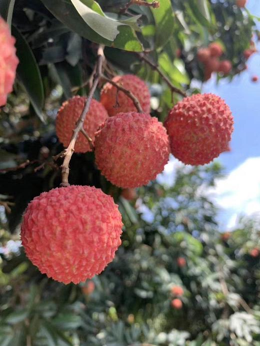 【广西区内】新鲜现摘广西浦北县长寿之乡桂味荔枝肉质厚实爽脆清甜