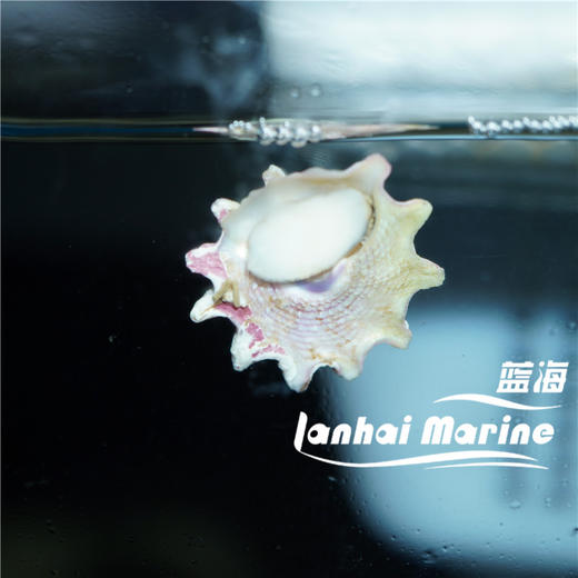 紫底星螺 商品图3