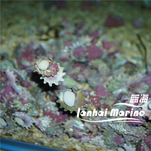 紫底星螺 商品图1