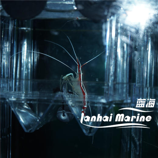 医生虾 商品图5